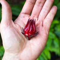 Hibiscus sabdariffa